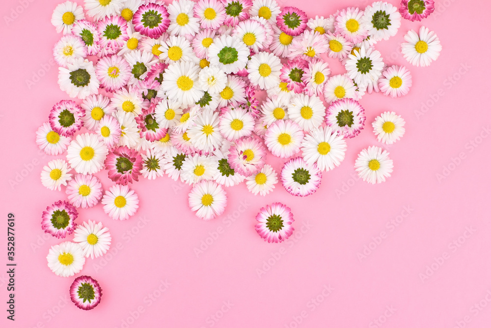 Creative floral composition layout. Daisy flowers.