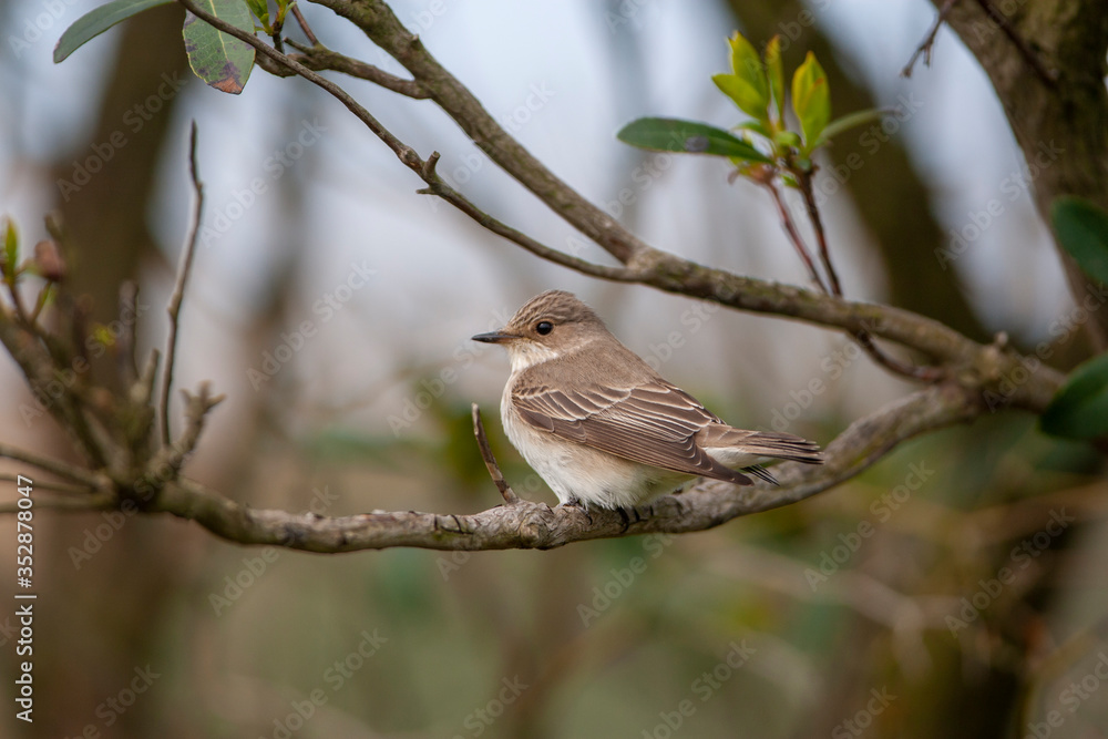 Spotted Flycatcher (Muscicapa) bird in the natural habitat. Spotted Flycatcher (Muscicapa) bird in the natural habitat.