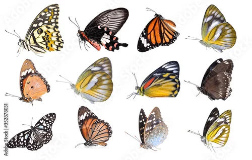 Fototapeta na wymiar butterfly isolated on white background