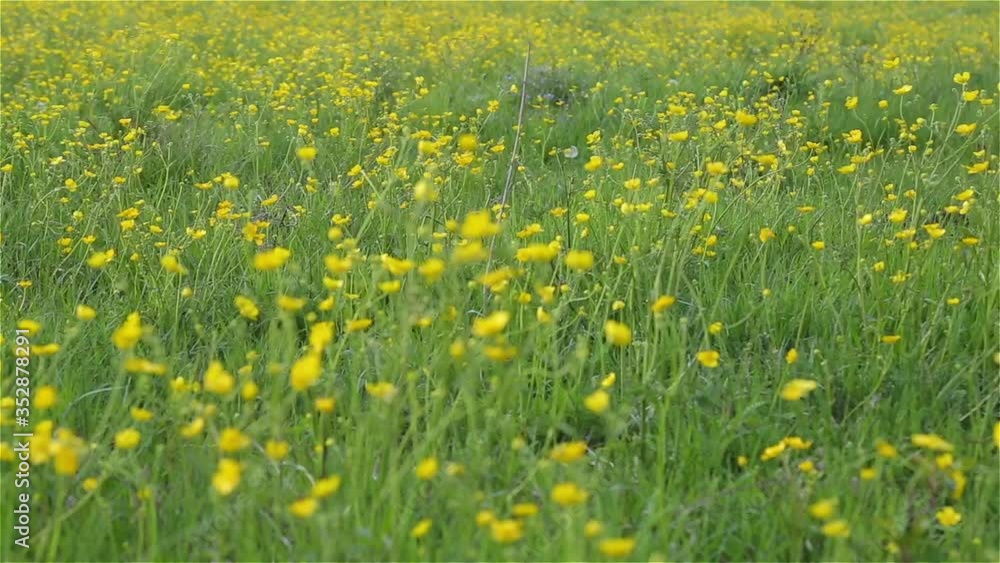 field of green grass and yellow flowers field of green grass and yellow flowers