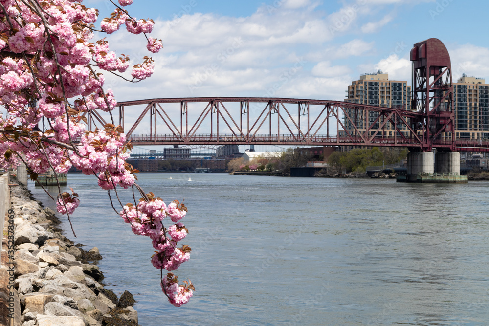 Closeup of a Blossoming Pink Cherry Blossom Branch during Spring along