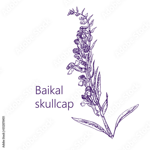 Aromatheraphy, natural organic aroma herbs oils website template, vector illustration. Herbs and roots for essential oils, aromatic plants and flowers.