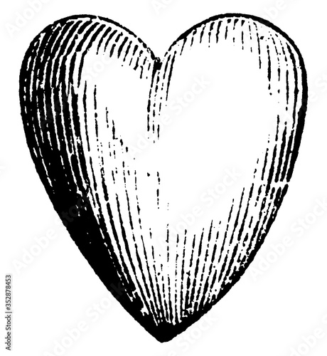 Heart, vintage illustration.