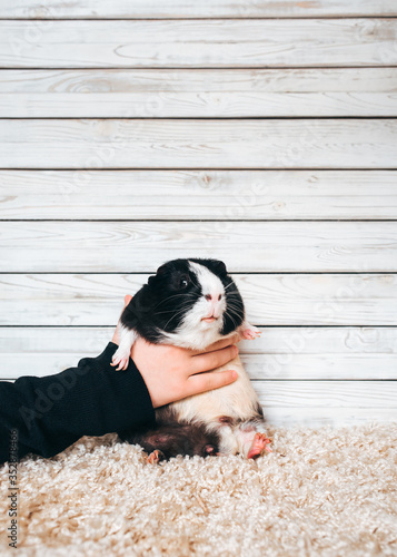 Funny guinea pig sit on carpet on wooden background.The owner plays with the pet, holding it in his hand. Copy space, poster, place for text and advertisement. Fear of the scene, embarrassment.