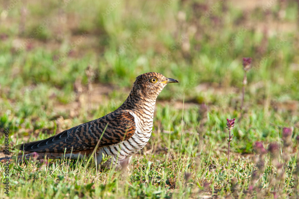 Common Cuckoo (Cuculus canorus) bird in the natural habitat. Common Cuckoo (Cuculus canorus) bird in the natural habitat.