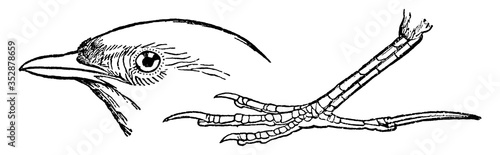 Lark or Alauda arvensis, vintage illustration.