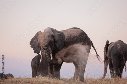 Elephants bathing in Botswana 