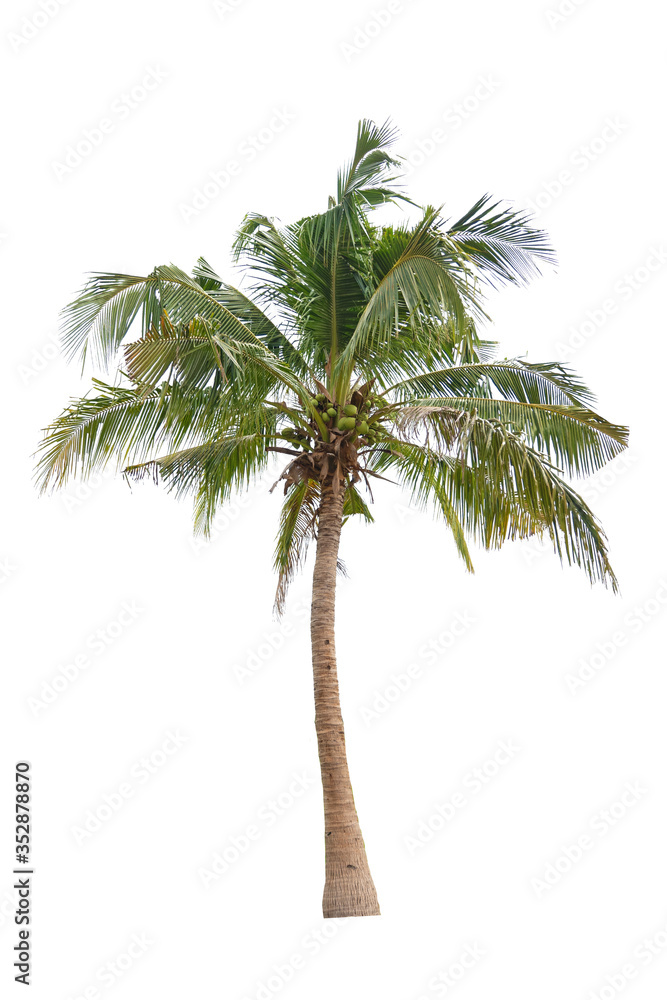 Coconut tree. Coconut tree isolated on white background.