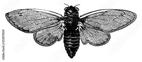Cicada or Cicadoidea, vintage illustration