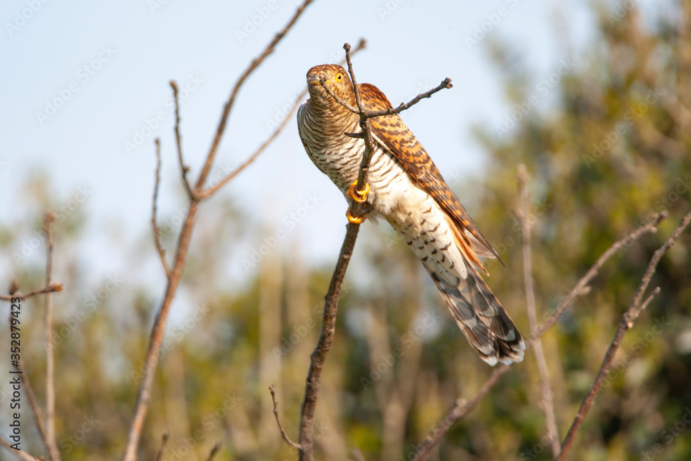 Common Cuckoo (Cuculus canorus) bird in the natural habitat. Common Cuckoo (Cuculus canorus) bird in the natural habitat.