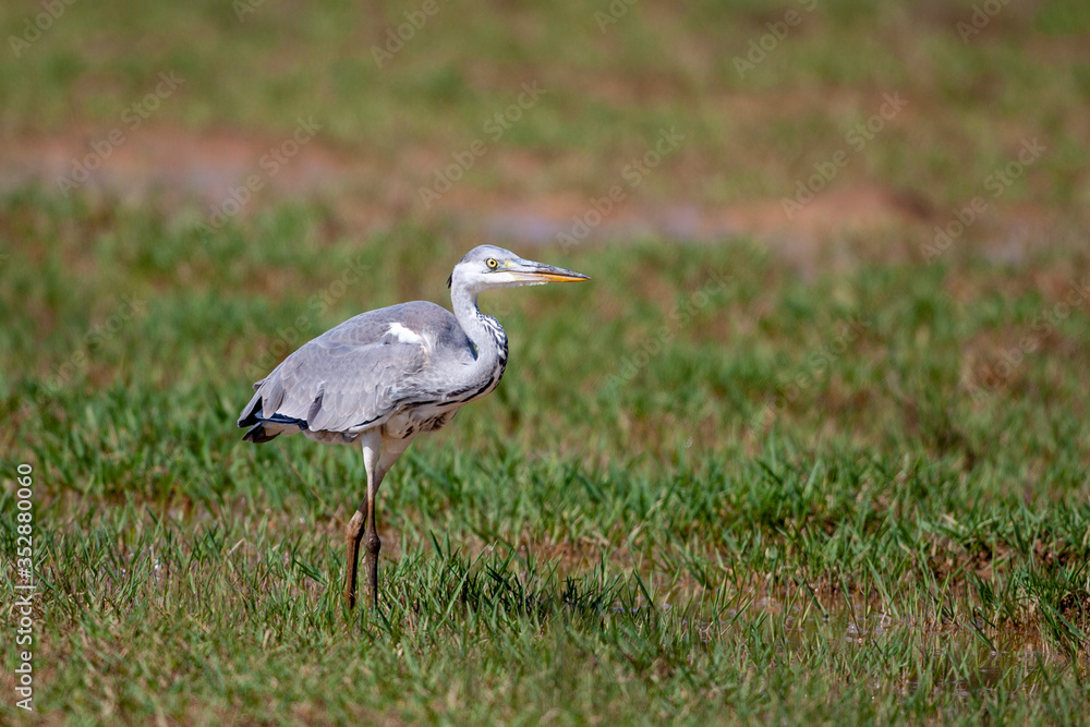 Gray Heron (Ardea cinerea) bird in the natural habitat. Gray Heron (Ardea cinerea) bird in the natural habitat.
