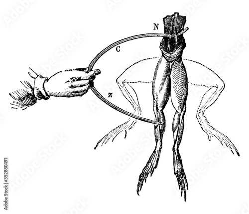 Frog Experiment, vintage illustration.
