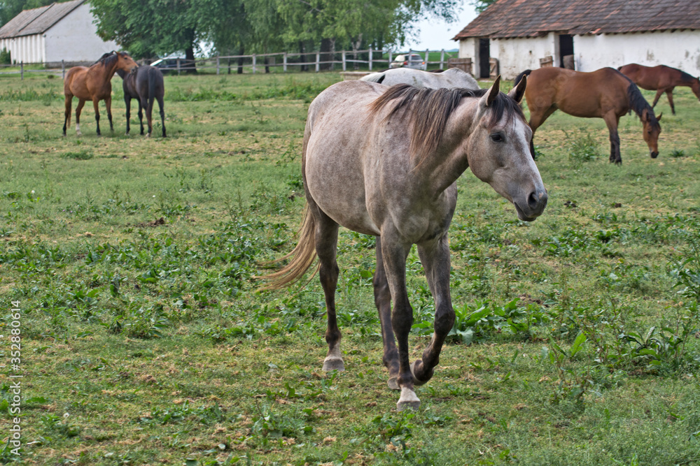 Obraz premium Horses grazing