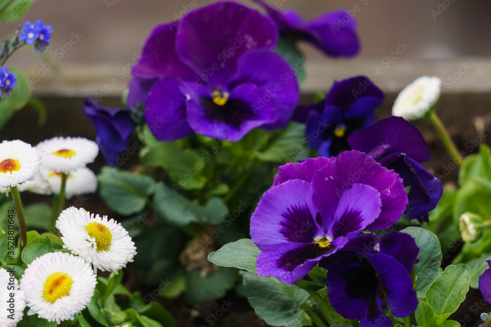 An old wooden barrel with colorful pansies blooming in it. An old wooden barrel with colorful pansies blooming in it.