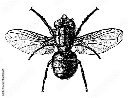 Fly or Lucilia macellaria, vintage illustration.