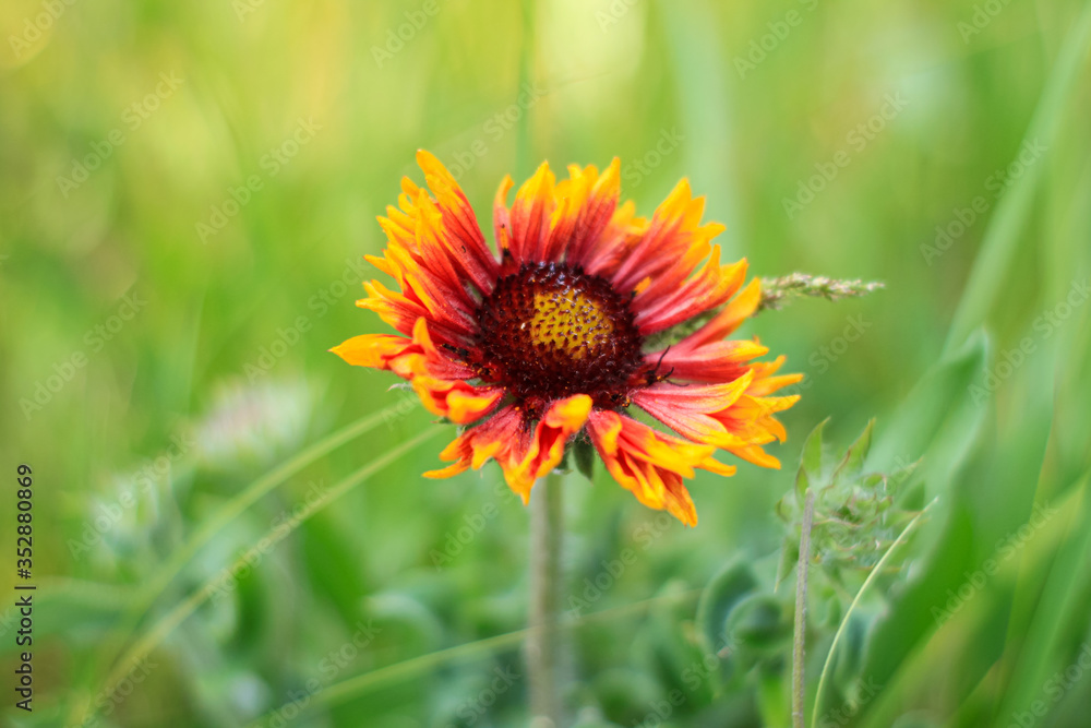 Red Zinnia flower in the meadow on bokeh blurred background. Amazing wild orange daisy flowers wallpaper. Nature photography with copy space. Floral greeting card, text sign.Natural colorful landscape Red Zinnia flower in the meadow on bokeh blurred background. Amazing wild orange daisy flowers wallpaper. Nature photography with copy space. Floral greeting card, text sign.Natural colorful landscape