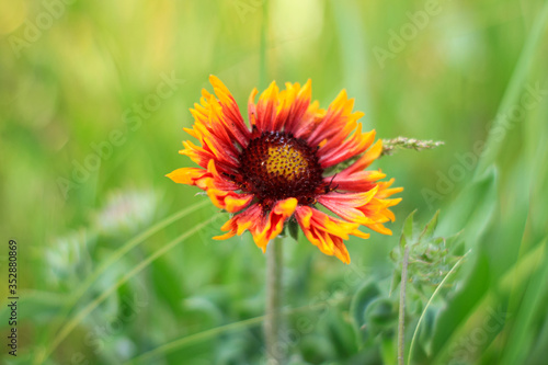 Red Zinnia flower in the meadow on bokeh blurred background. Amazing wild orange daisy flowers wallpaper. Nature photography with copy space. Floral greeting card, text sign.Natural colorful landscape © KawaiiS