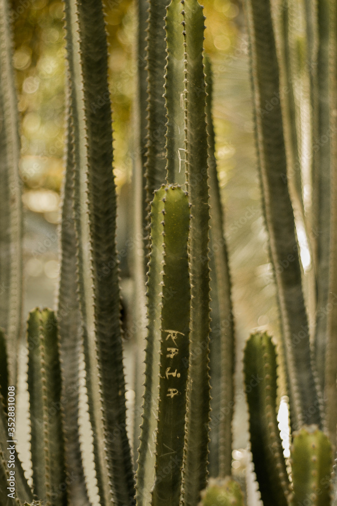 Cactus verdes Cactus verdes