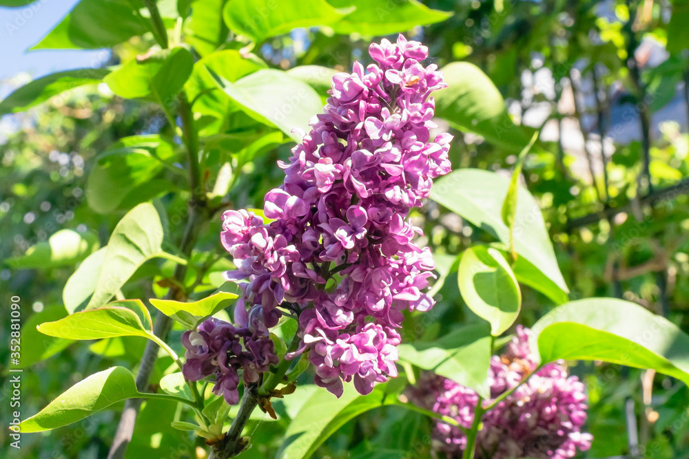 Abstract colorful nature spring background with closeup view of Common Lilac Charles Joly Syringa vulgaris in a garden in Netherlands. Abstract colorful nature spring background with closeup view of Common Lilac Charles Joly Syringa vulgaris in a garden in Netherlands.