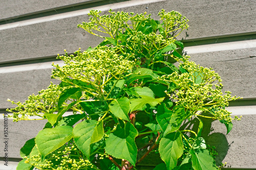 Abstract nature background with closeup of Hydrangea anomala petiolaris flowers against wooden wall in sunny day in garden, Netherlands 