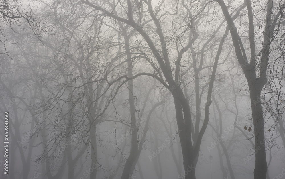 London foggy parks London foggy parks