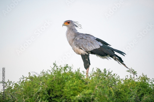 Secretary Bird photo