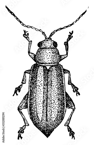 Beetle, vintage illustration.