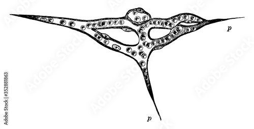 Capillary Network, vintage illustration.