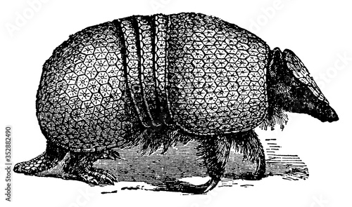 armadillo, vintage illustration.
