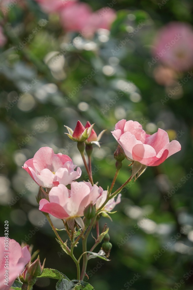 玉ボケにピンクの濃淡のバラ／Rose