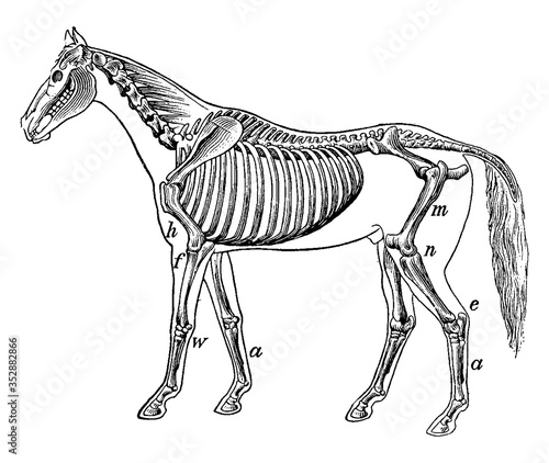 Skeleton of a Horse, vintage illustration.