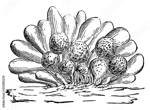 cysts, vintage illustration.