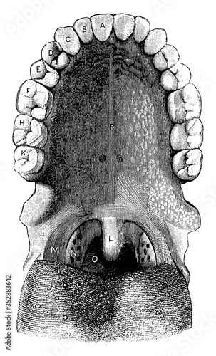 Back view of the adult mouth, vintage illustration.