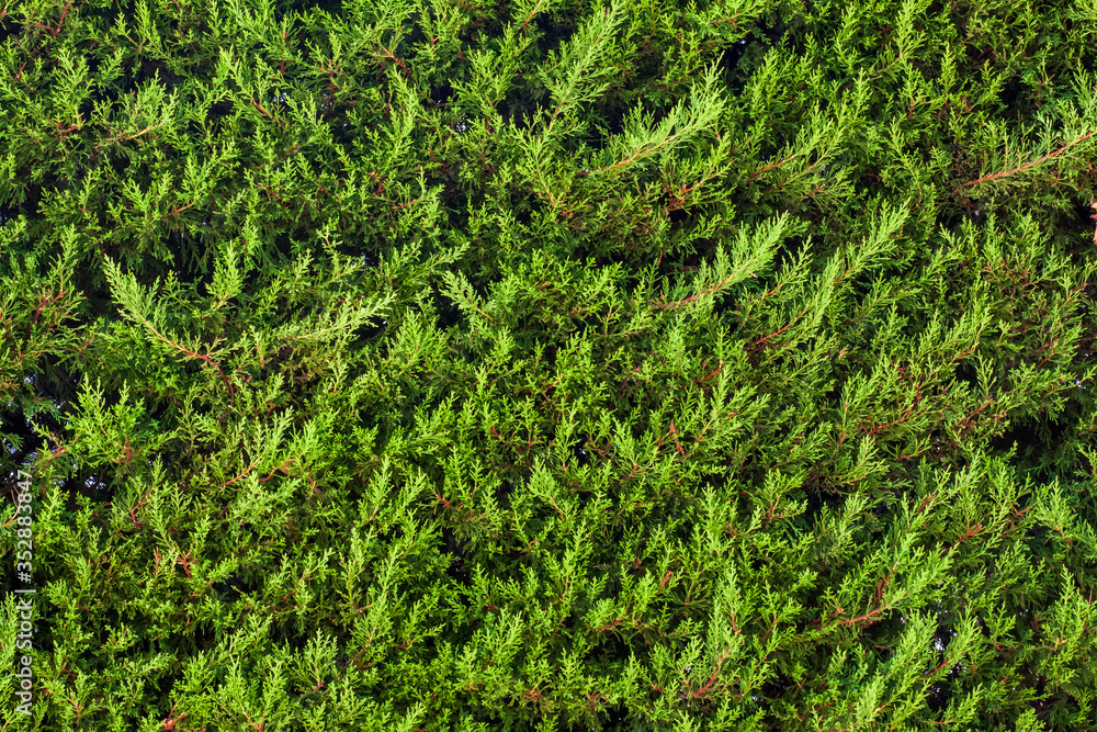 Fresh trimmed bush. Green wall with cedar Fresh trimmed bush. Green wall with cedar