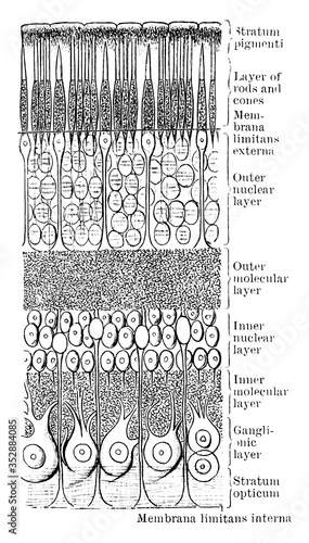 Section of Retina, vintage illustration.