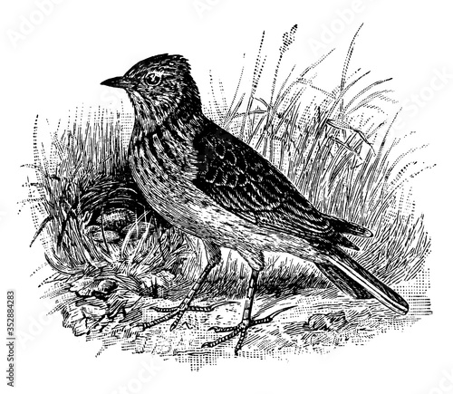 Skylark/Alauda arvensis, vintage illustration