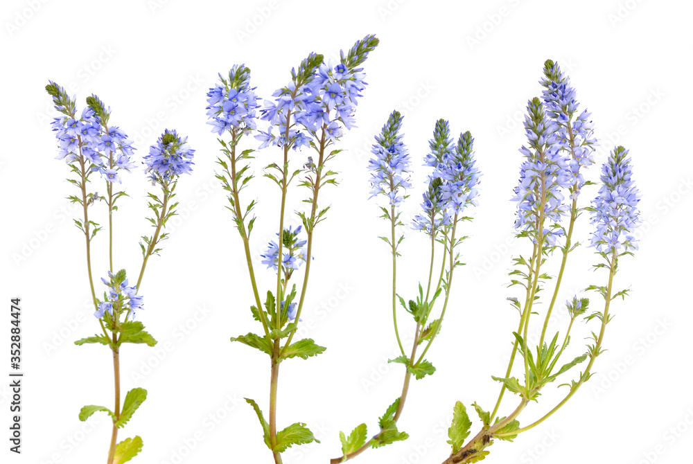 Obraz premium Veronica prostrata flowers isolated on white background