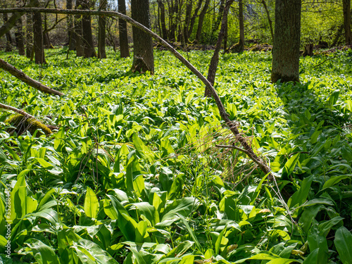 Green springtime forest with wild bears garlic