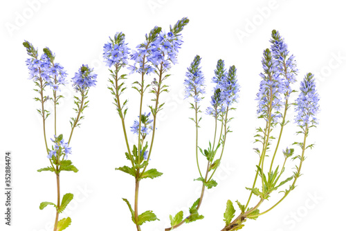 Veronica prostrata flowers isolated on white background