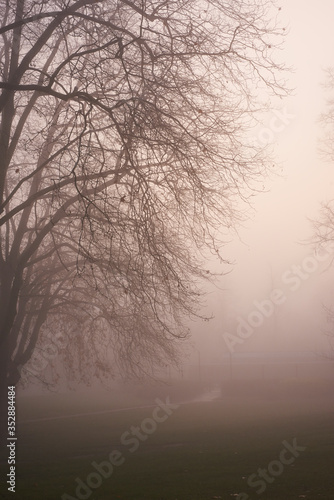 London foggy parks
