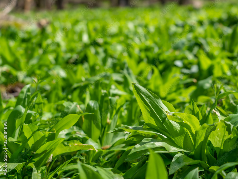 Popular and healthy edible flavoring and spring herb Popular and healthy edible flavoring and spring herb