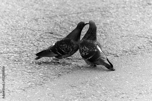 Cooing pigeons. Street love. Street pigeons are kissing.