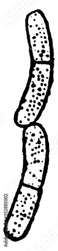 Bacillus Megaterium, vintage illustration.