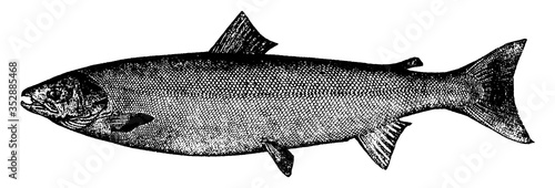 Atlantic Salmon, vintage illustration.