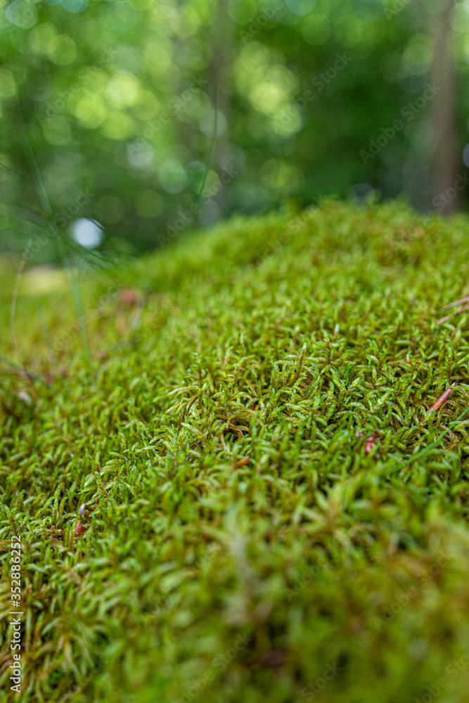 Naklejka premium mousse moelleuse dans la forêt