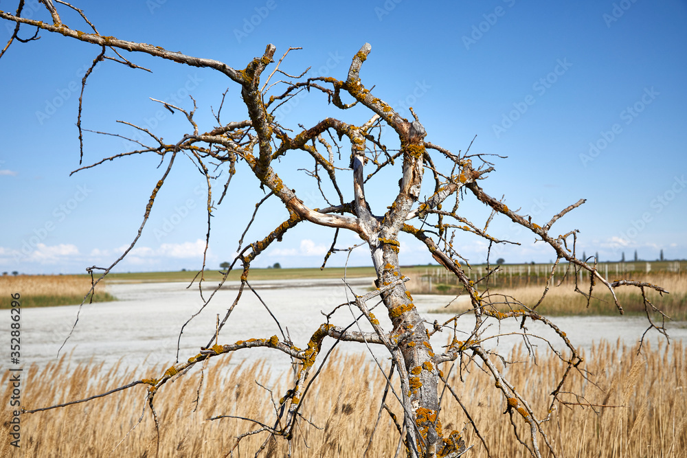 tree landscape branch lake wood tree landscape branch lake wood