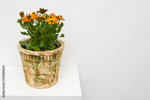 Fototapeta Naklejka Na Ścianę i Meble -  African daisies in decorative pots against white background