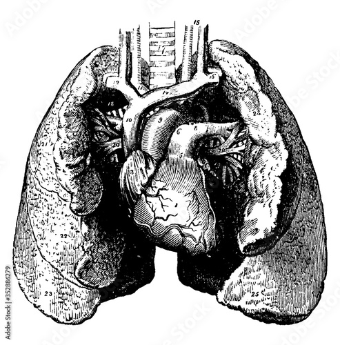 Heart and Lungs, vintage illustration.
