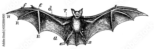 Bat, vintage illustration.