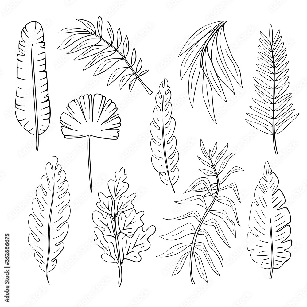 Fototapeta Set of hand-drawn tropical leaves. Hand-drawn palm leaves set. Botanical illustration.